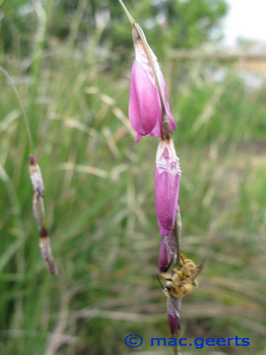Dierama mossii